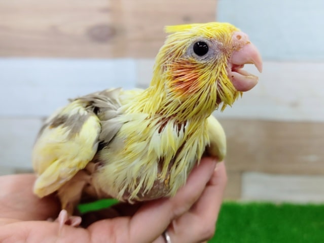 オカメインコ