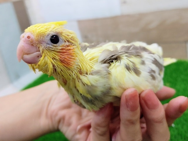 オカメインコ