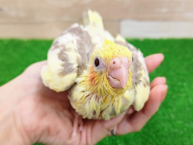 オカメインコ