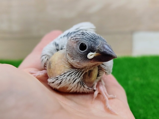 シルバー文鳥
