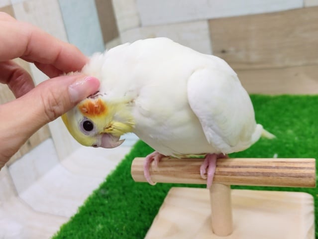 オカメインコ