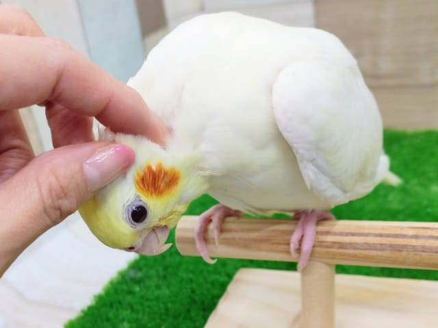 オカメインコ