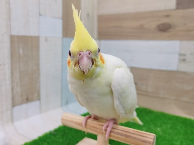 オカメインコ