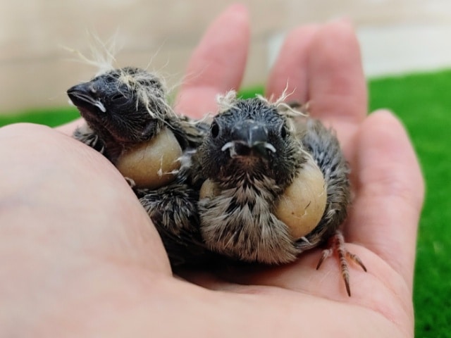 錦花鳥（キンカチョウ）