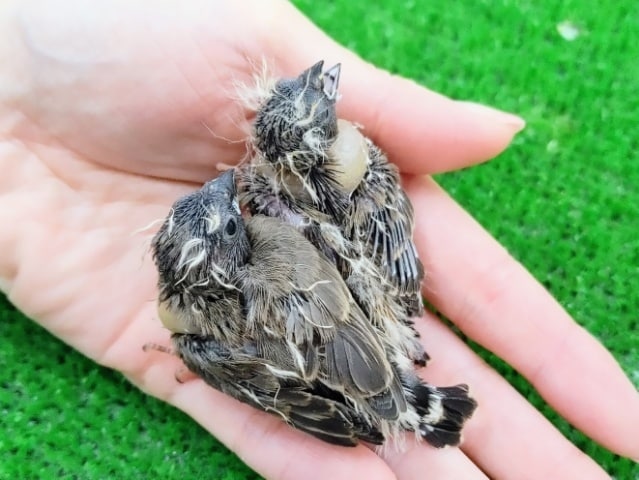 錦花鳥（キンカチョウ）