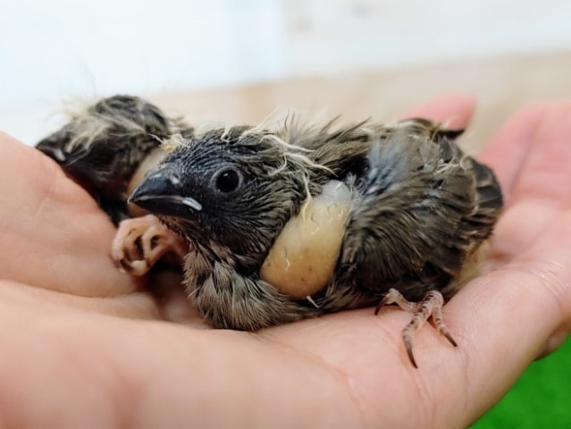 錦花鳥（キンカチョウ）