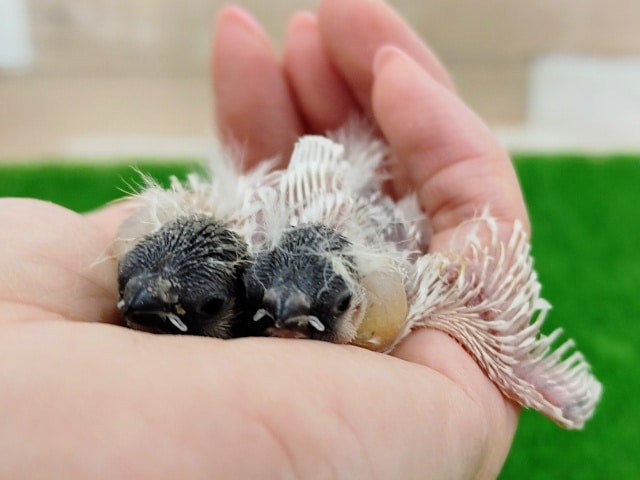 錦花鳥（キンカチョウ）