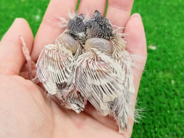 錦花鳥（キンカチョウ）