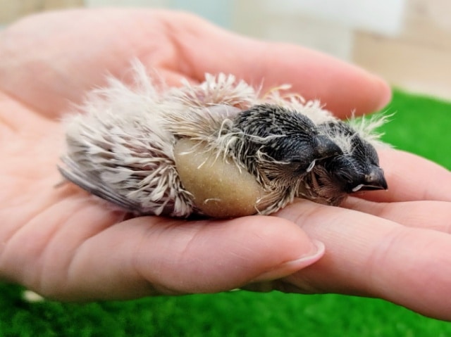 錦花鳥（キンカチョウ）