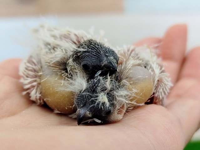 錦花鳥（キンカチョウ）