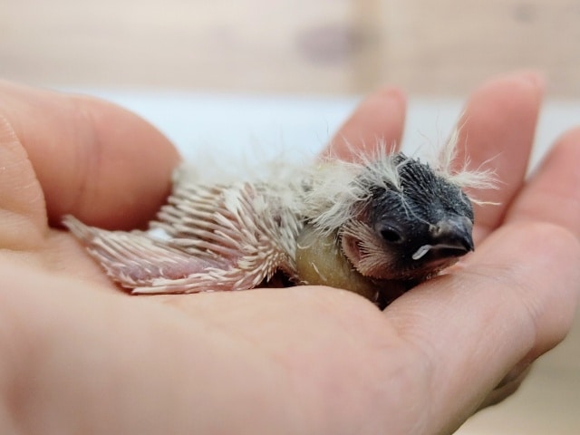 錦花鳥（キンカチョウ）