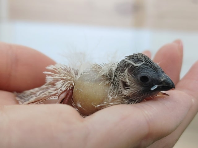 錦花鳥（キンカチョウ）