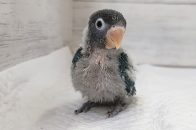 ブルーボタンインコ