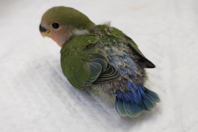 コザクラインコ（小桜インコ）