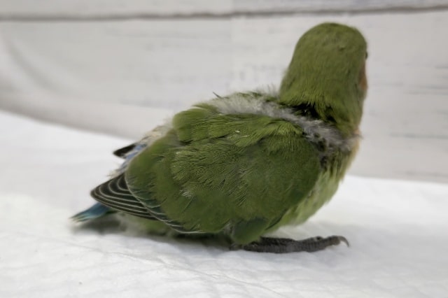 コザクラインコ（小桜インコ）