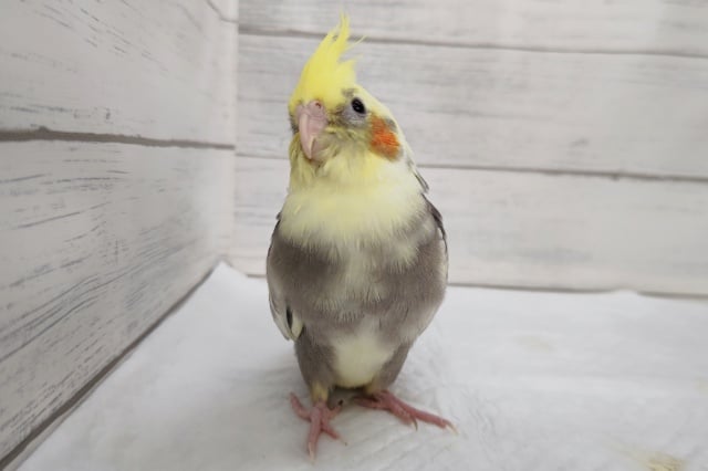 オカメインコ