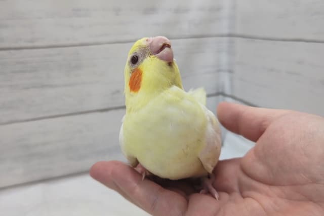 オカメインコ