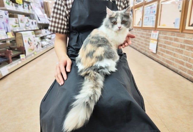 スコティッシュフォールド