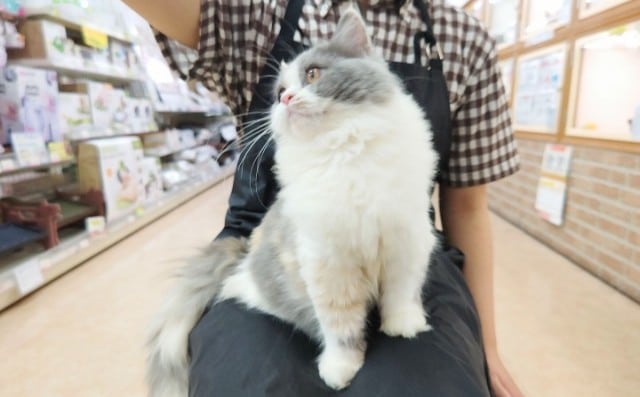 スコティッシュフォールド