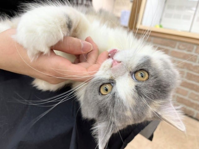 スコティッシュフォールド