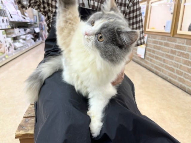 スコティッシュフォールド