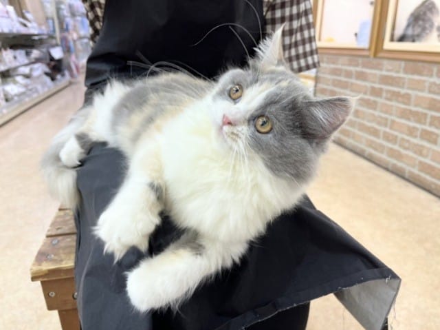 スコティッシュフォールド