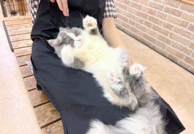 スコティッシュフォールド