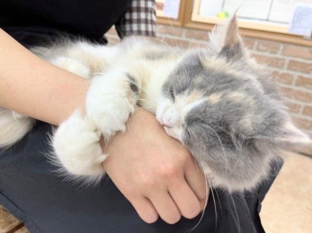 スコティッシュフォールド