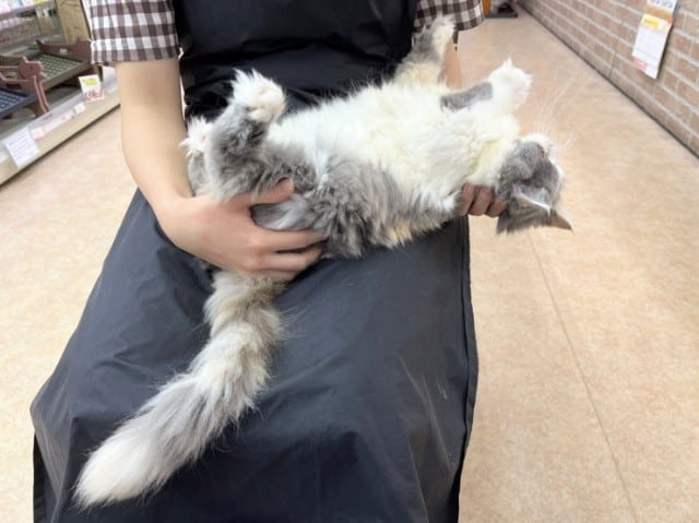 スコティッシュフォールド