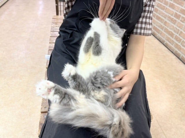 スコティッシュフォールド