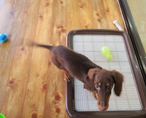 ミニチュアダックス