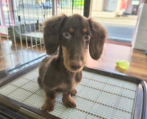 ミニチュアダックス