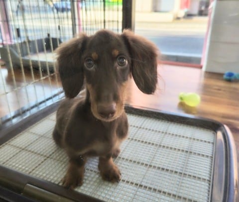 ミニチュアダックス