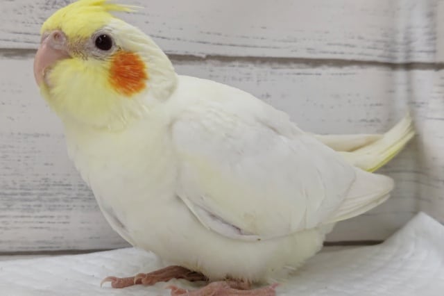 オカメインコ