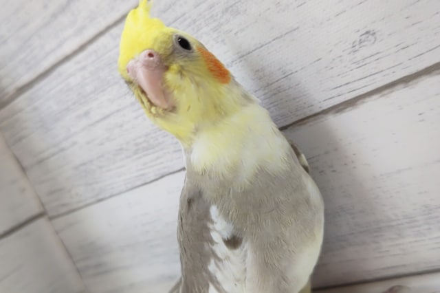 オカメインコ