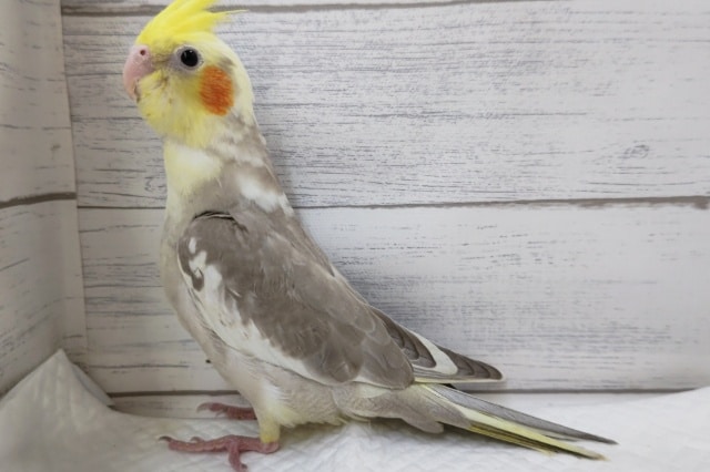 オカメインコ