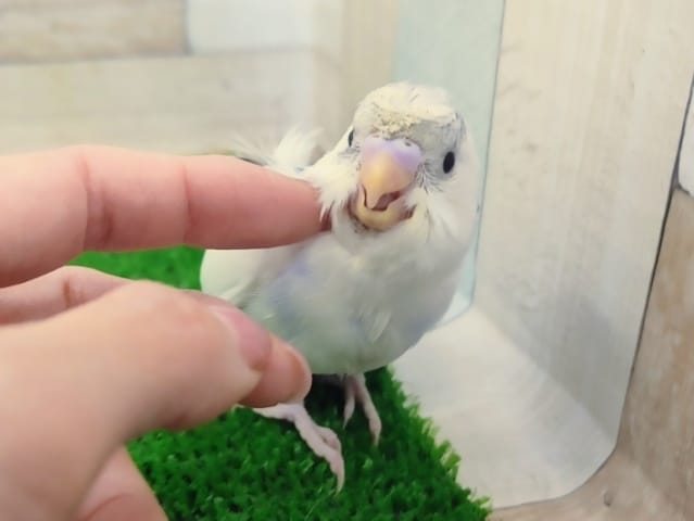 羽衣セキセイインコ