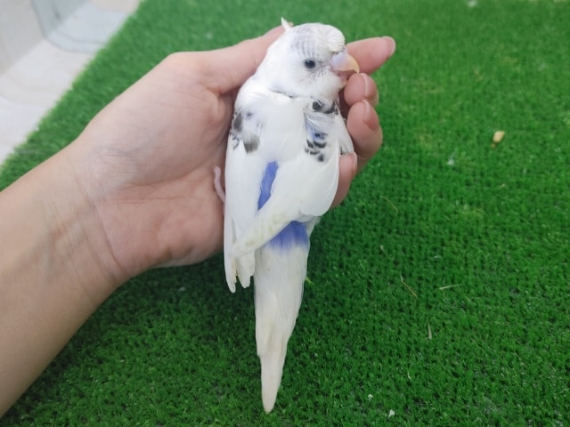 羽衣セキセイインコ