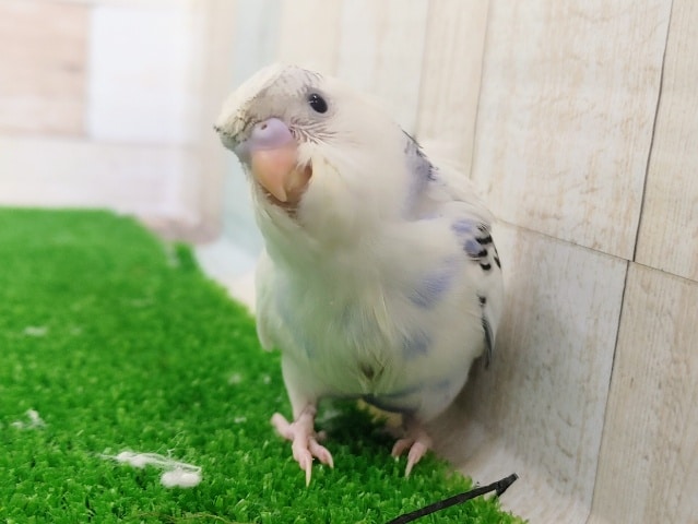 羽衣セキセイインコ