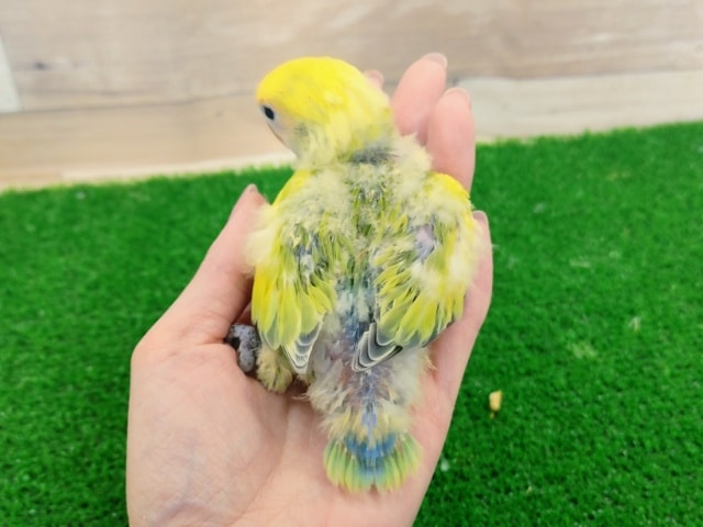 コザクラインコ（小桜インコ）