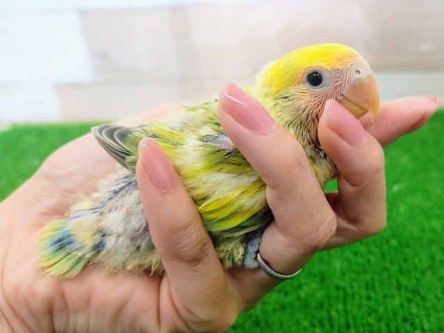 コザクラインコ（小桜インコ）