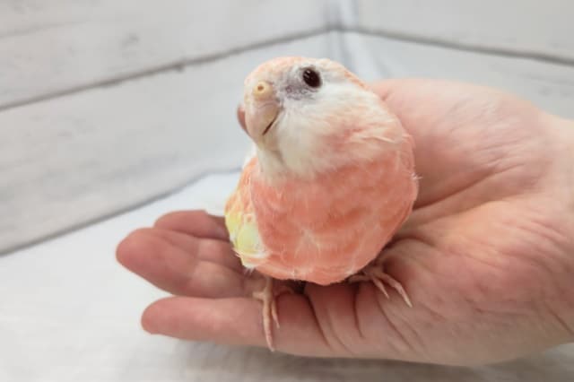 アキクサインコ（秋草インコ）