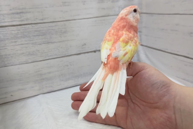 アキクサインコ（秋草インコ）