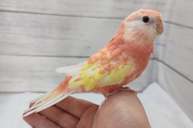 アキクサインコ（秋草インコ）