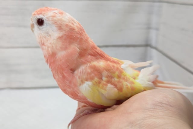 アキクサインコ（秋草インコ）