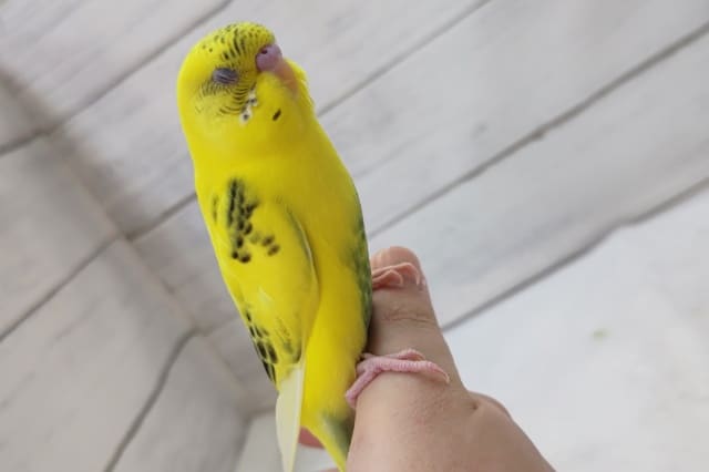 セキセイインコ