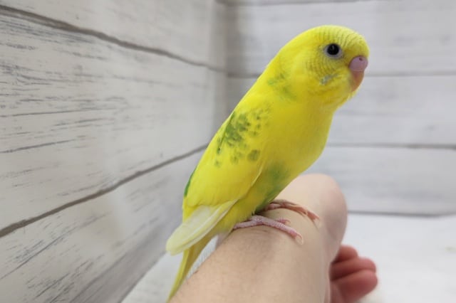 セキセイインコ