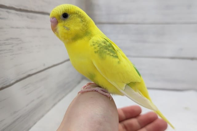 セキセイインコ