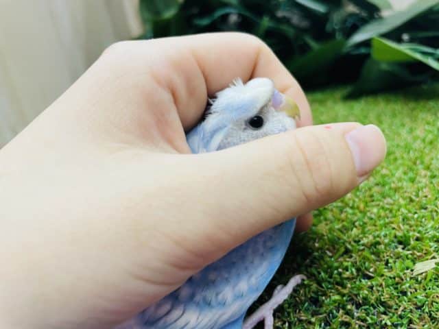 羽衣セキセイインコ
