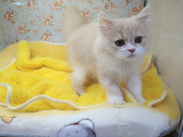 スコティッシュフォールド